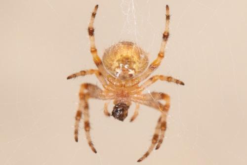 Araneus diadematus
